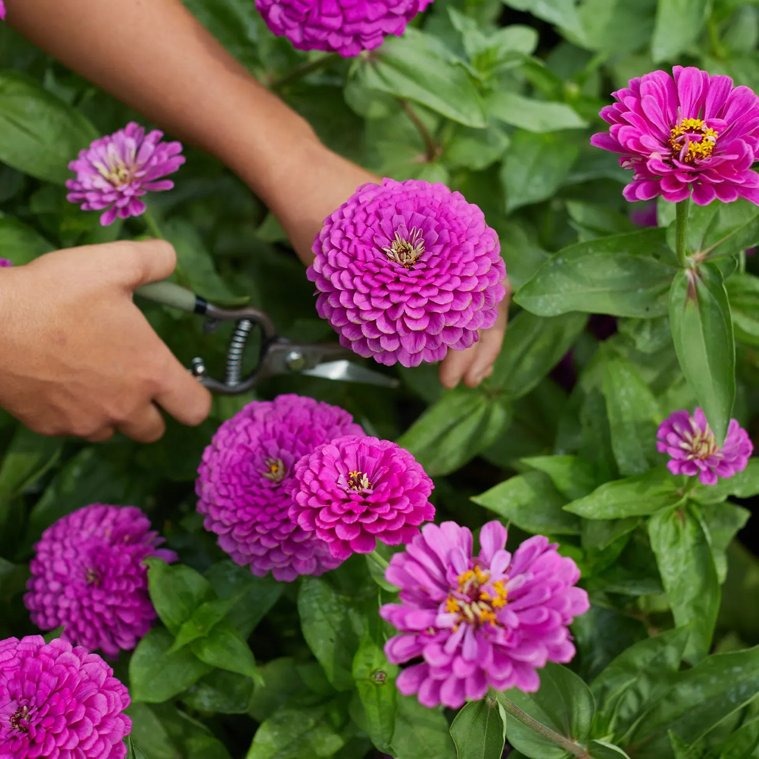 Burpee Purple Prince Zinnia Seeds 50 Seeds Rose-Purple