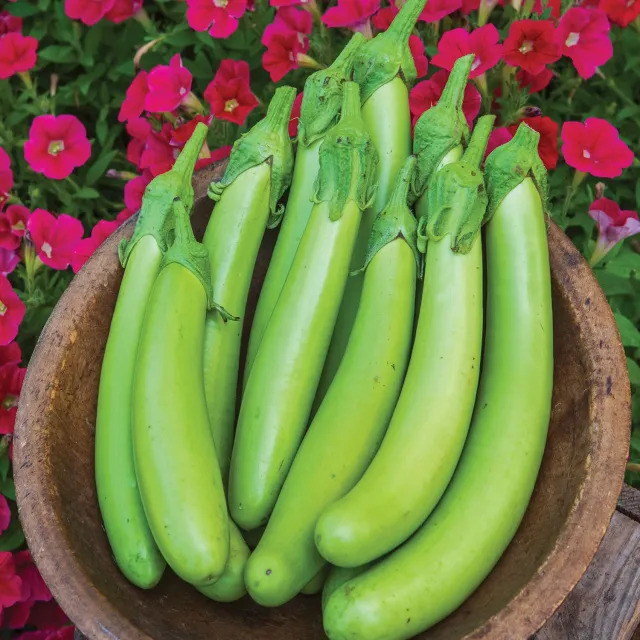 Burpee Green Knight Eggplant Mild