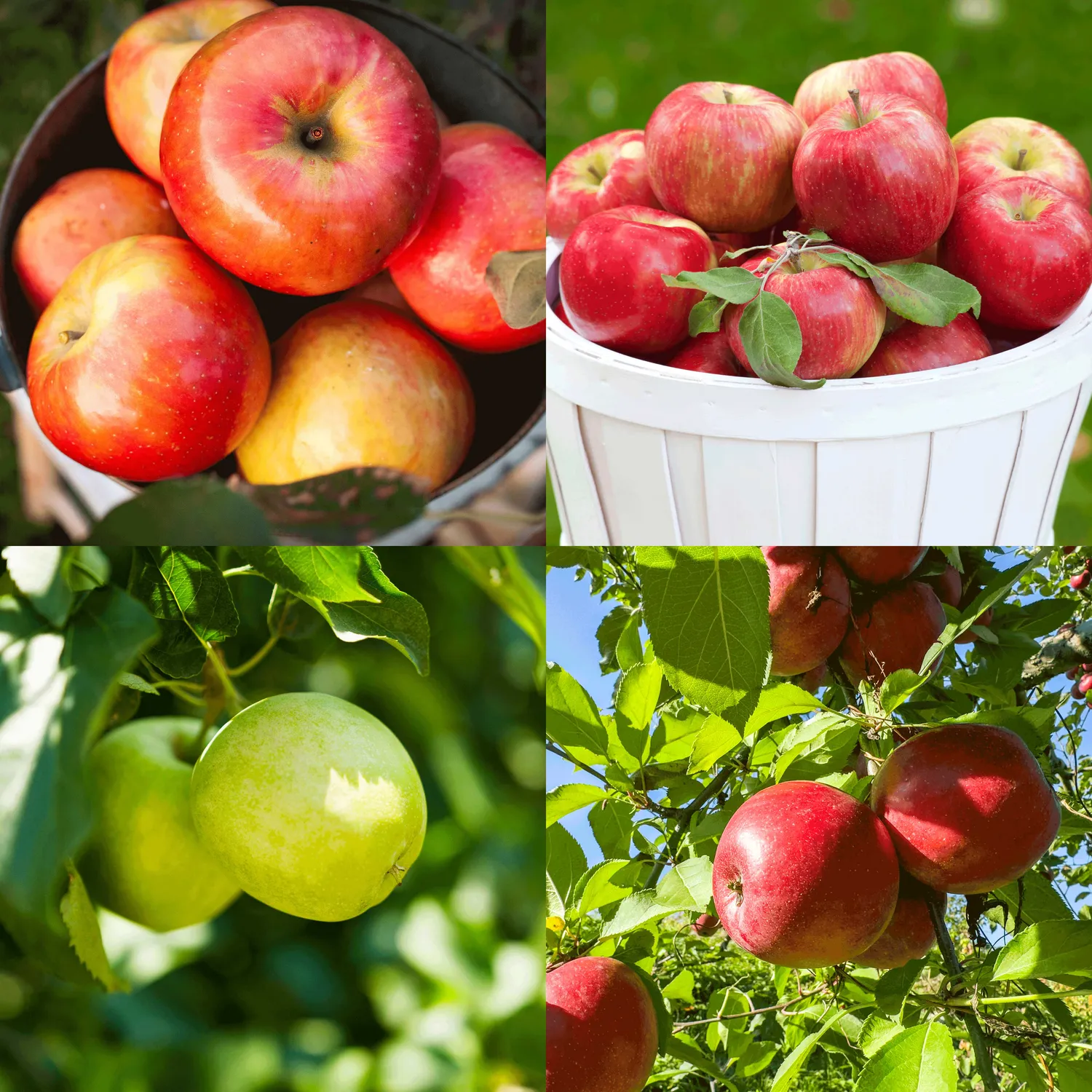 Epic Gardening Apple Orchard Apple Trees 4-Pack Cross-Pollination
