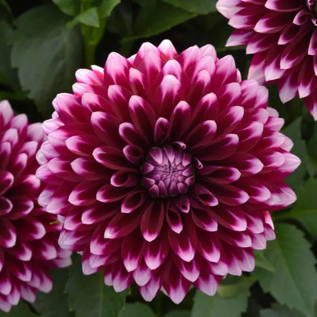Burpee Dalaya Purple & White Dahlia Plants 4 Plants Bicolor
