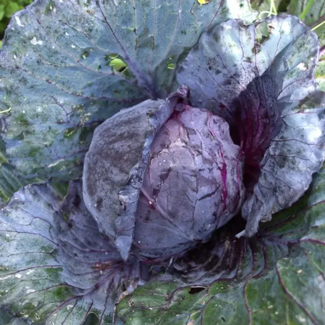 Pinetree Red Express Cabbage cabbage seeds 30 seeds red