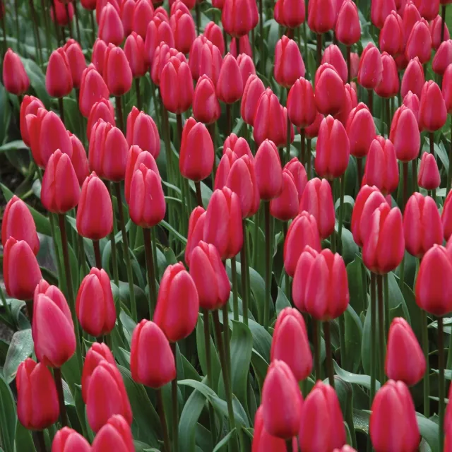 Burpee Cosmopolitan Tulip Bulbs 10 Bulbs Pink Cut Flower