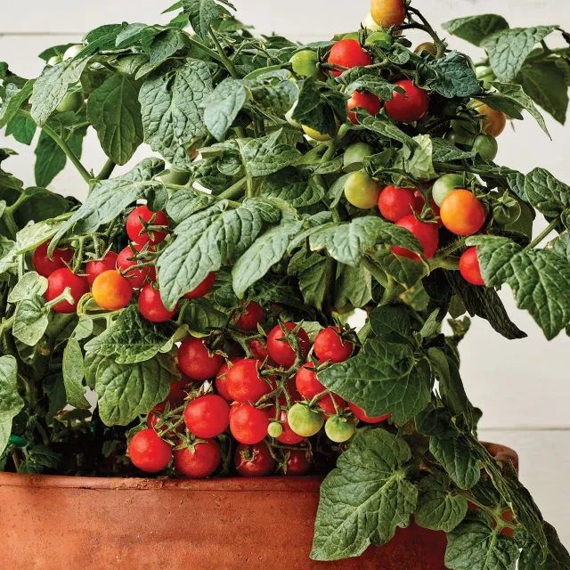 Burpee Veranda Red Tomato Plant and Seeds