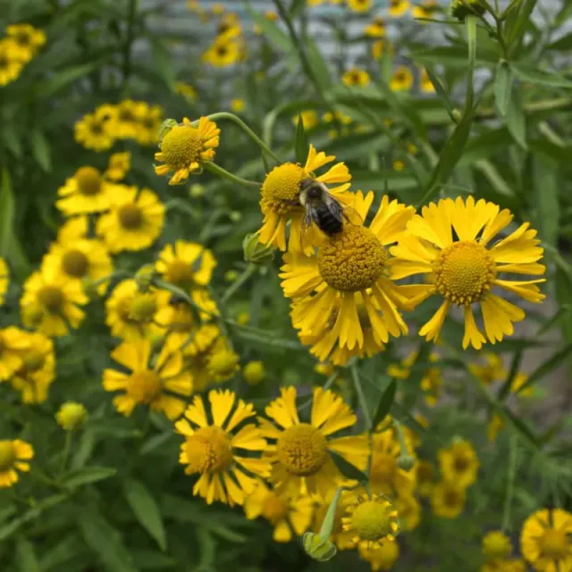 Pinetree Garden Seeds Helen's Flower Helenium Seeds 500 Seeds
