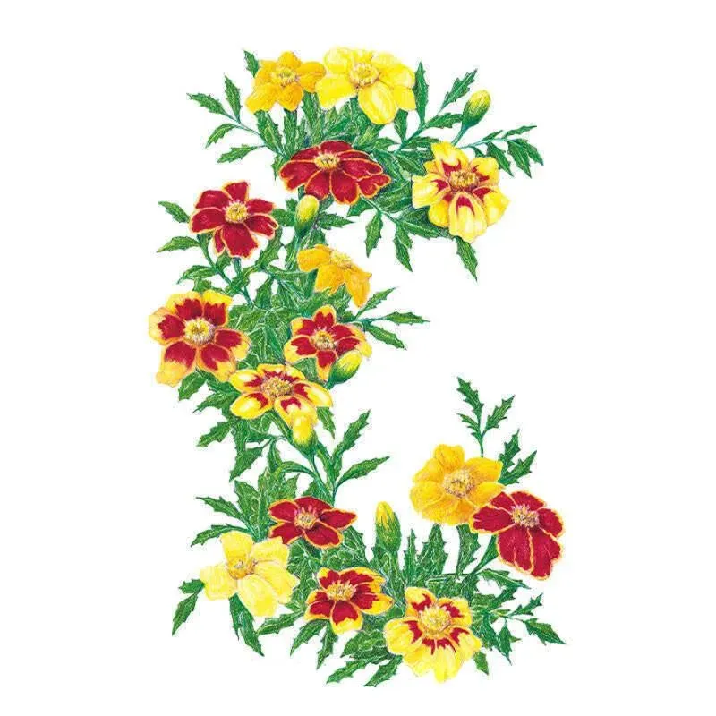 Epic Gardening Favourite Blend French Marigold Pollinator Seeds