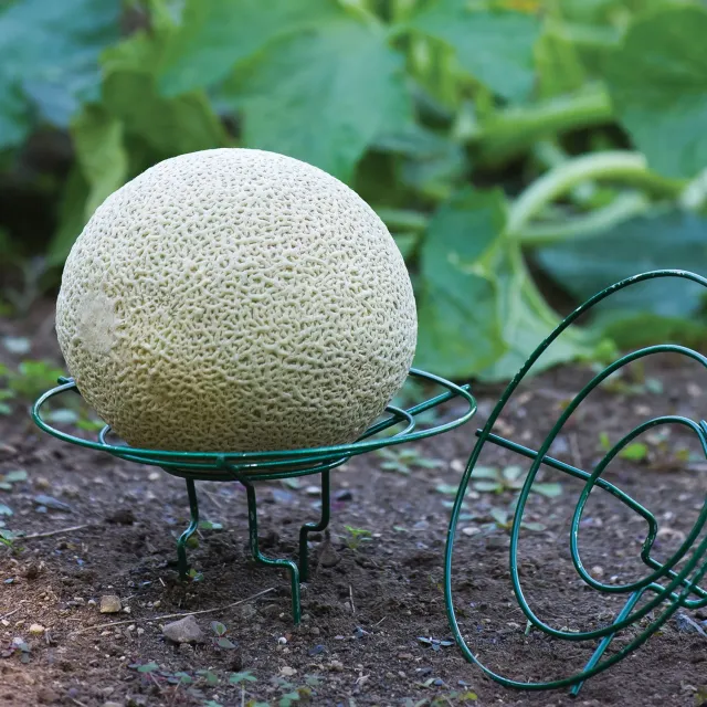Burpee Melon and Squash Cradle Steel 6 Cradles