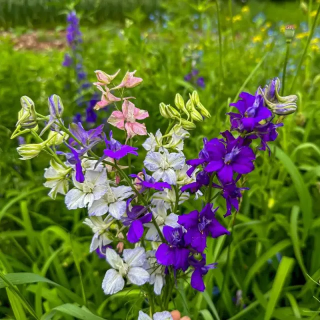 Pinetree Garden Seeds Giant Imperial Mix Larkspur Seeds 100