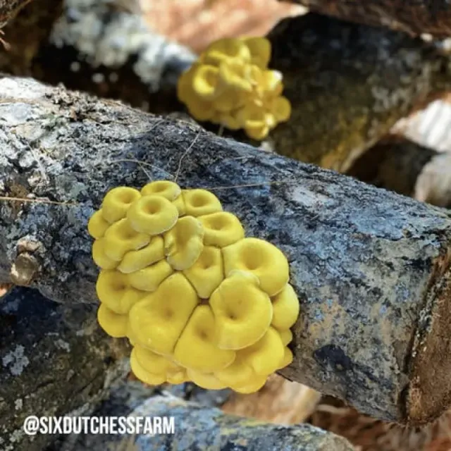 Pinetree Garden Seeds Golden Oyster Mushroom Log Kit 100-Plug Beginner