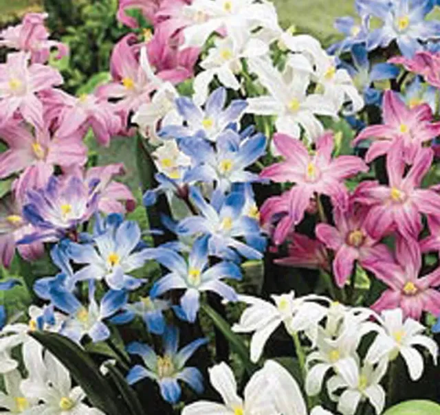 Brent & Becky's Bulbs Chionodoxa Mixture Glory of Snow