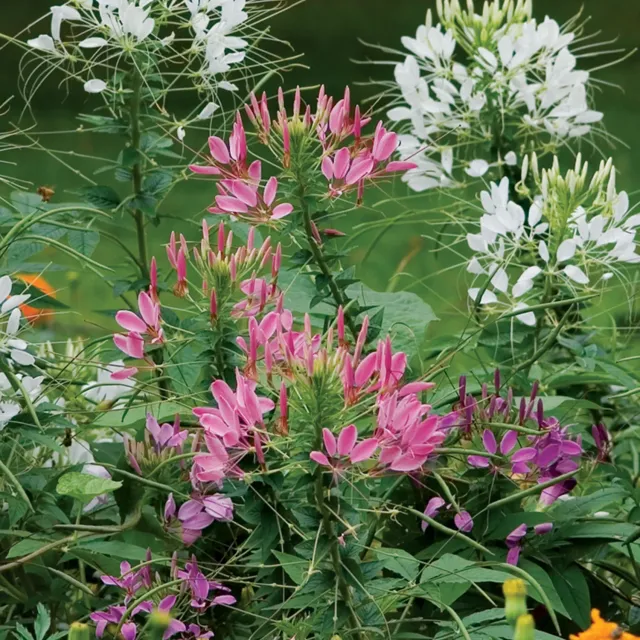 Burpee Queen Mixed Colors Cleome Seeds 200 Seeds Mix