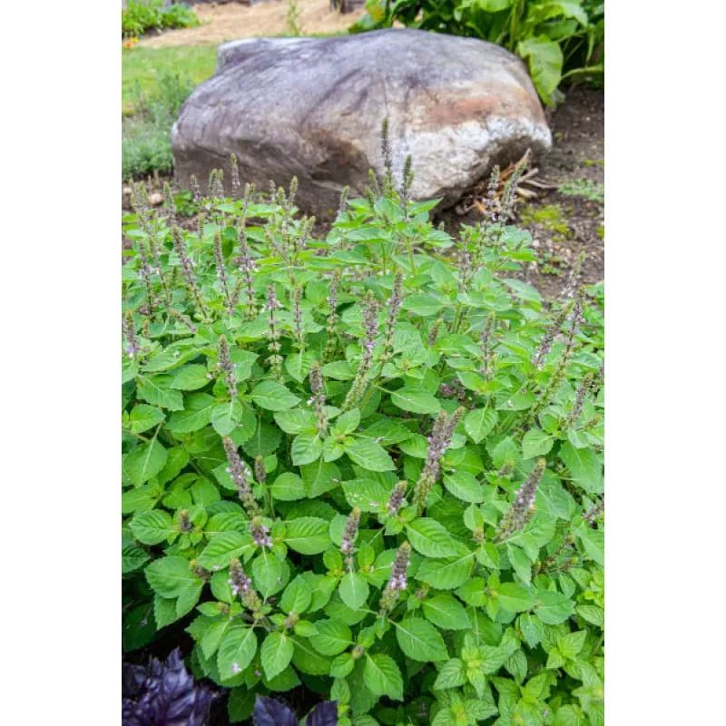 Pinetree Garden Seeds Holy Basil Herb Seeds 100 Seeds Tulsi