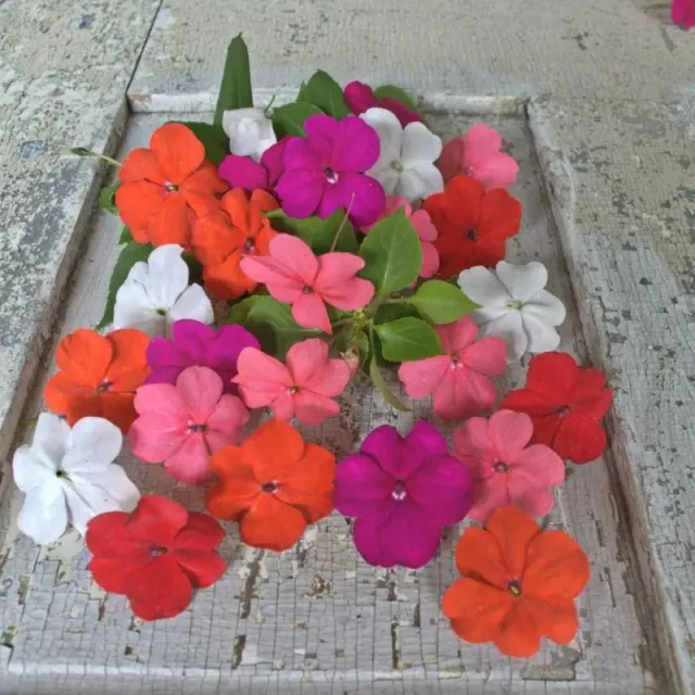 Pinetree Garden Seeds Beacon Impatiens Seeds 50 Seeds Shade
