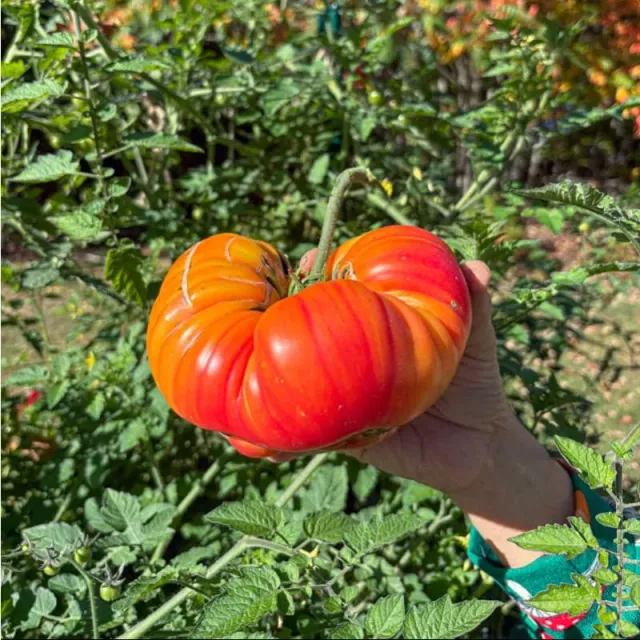 Pinetree Garden Seeds Pineapple Tomato Seeds 25 Seeds Heirloom