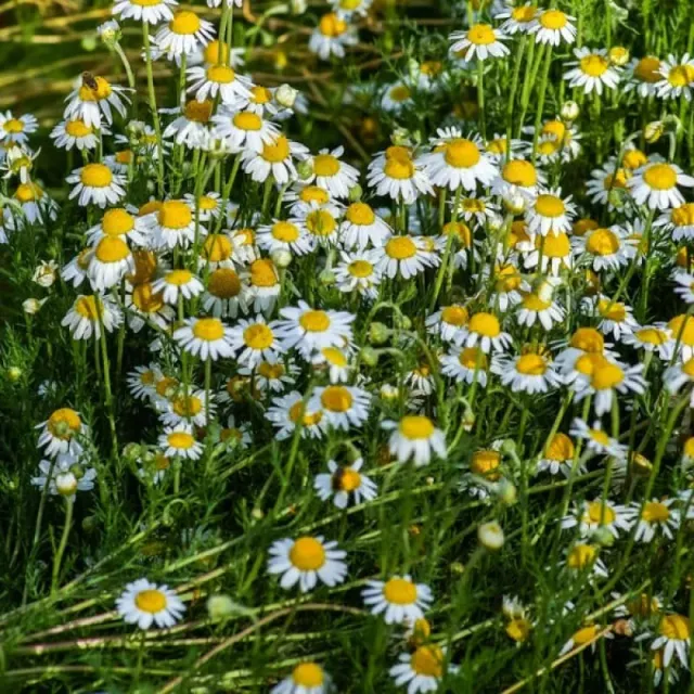 Pinetree Garden Seeds German Chamomile Herb Seeds 800 Seeds Tea