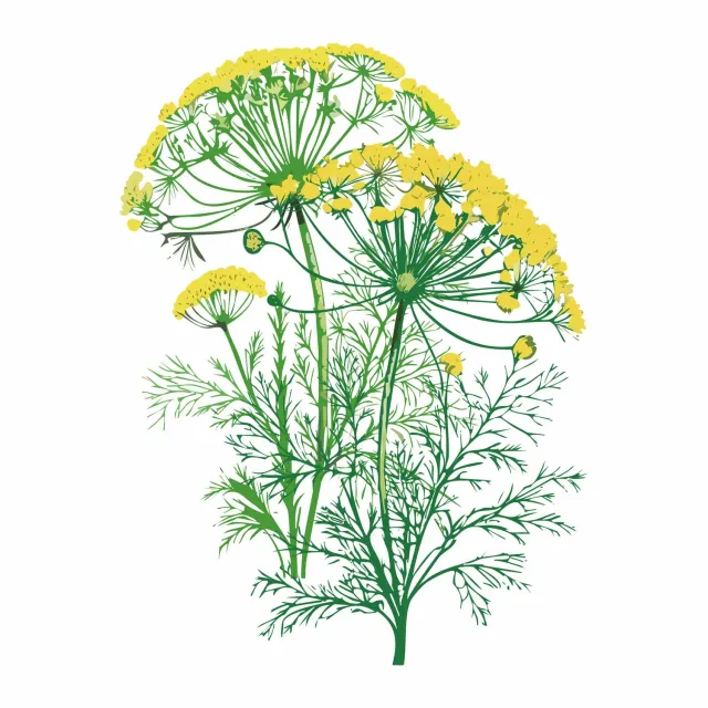 Epic Gardening Mammoth Dill Organic Herb Seeds