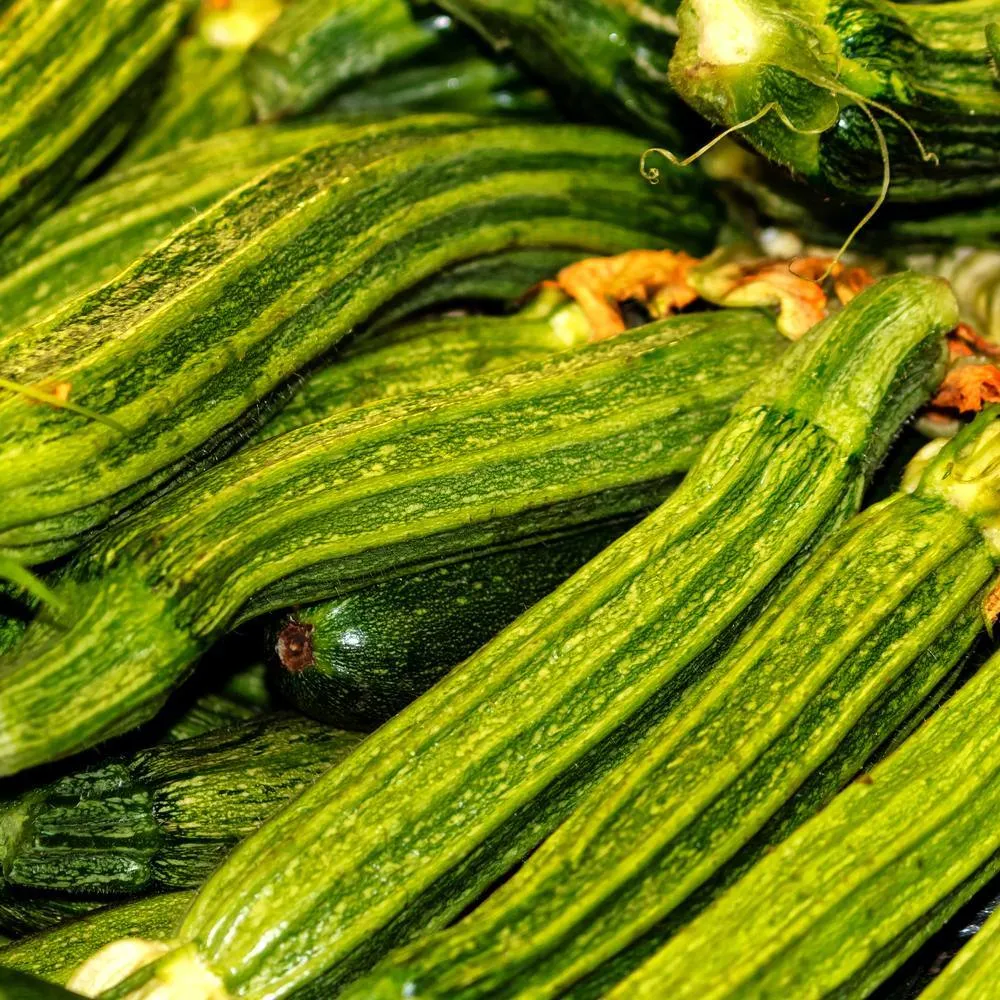 Epic Gardening Costata Romanesco Summer Squash Seeds Organic