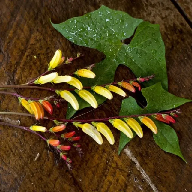 Pinetree Garden Seeds Mina Lobata Flower Seeds 20 Seeds Climbing