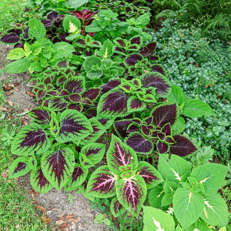 Pinetree Garden Seeds Rainbow Mix Coleus Flower Seeds 100 Seeds