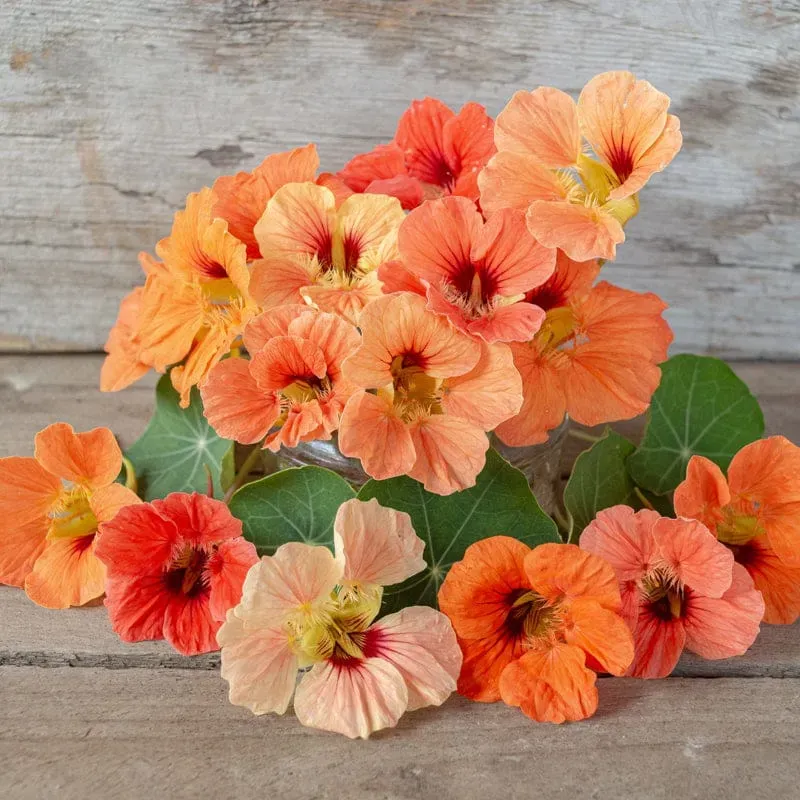 Pinetree Garden Seeds Salmon Baby Nasturtium Seeds 30 Dwarf