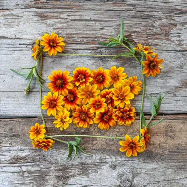 Pinetree Garden Seeds Persian Carpet Zinnia Flower Seeds 50 Seeds Bi-Color