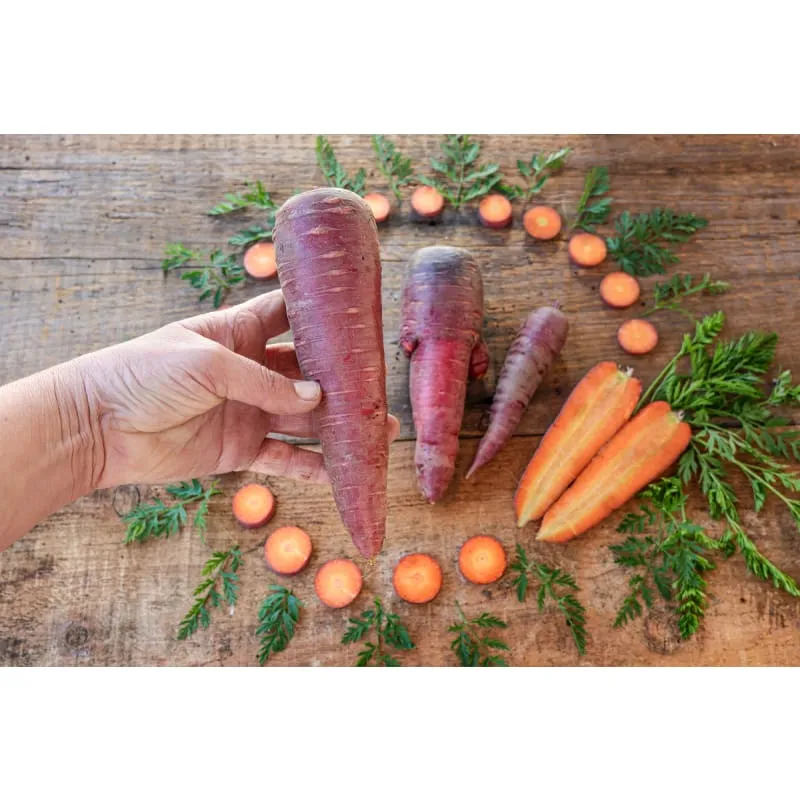 Pinetree Garden Seeds Dragon Carrot Open-Pollinated Vegetable Seeds 300 Seeds Purple Red