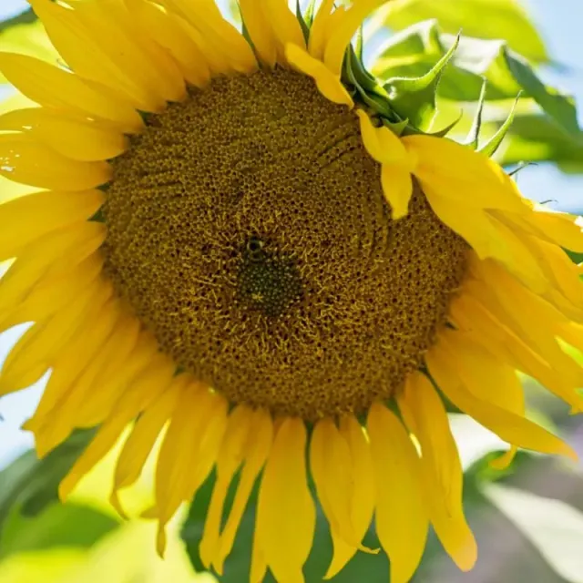 Pinetree Garden Seeds Giant Gray Stripe Sunflower Seeds 20 Seeds Giant