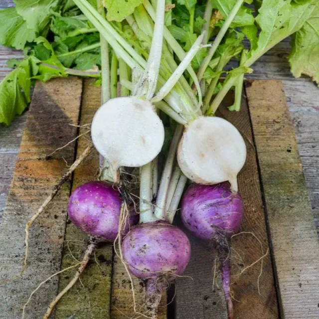 Pinetree Garden Seeds Purple Top White Globe Turnip Seeds 100 Seeds Heirloom