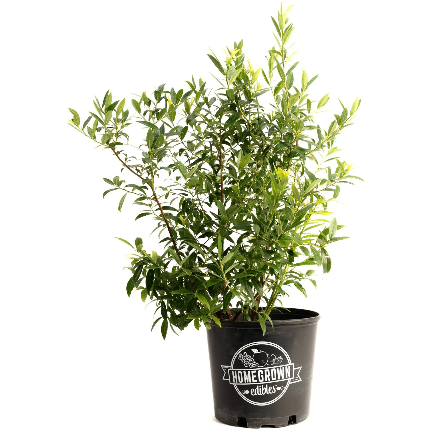 Epic Gardening Pink Lemonade Blueberry Plant Sweet