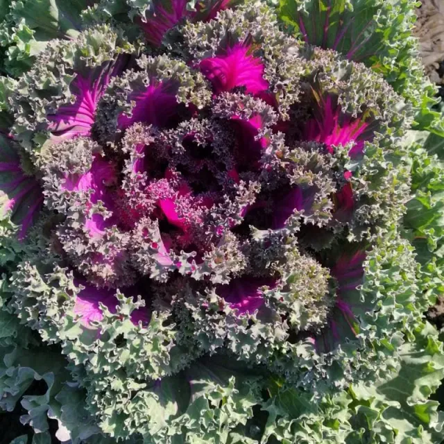 Pinetree Garden Seeds Rainbow Candy Crush Kale Seeds 10 Seeds Pink