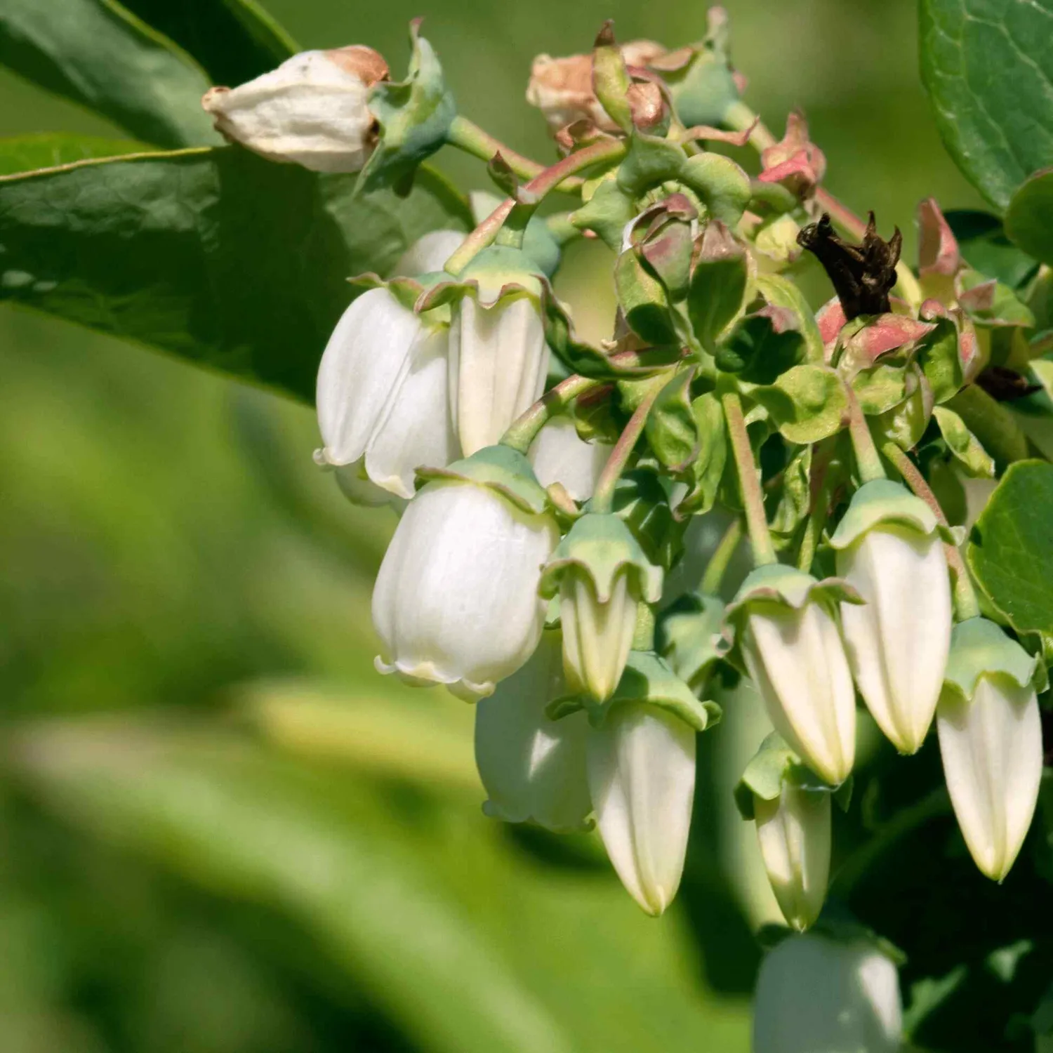 Epic Gardening Duke Blueberry Plant Early