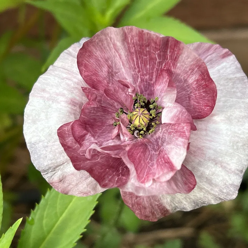 Epic Gardening Pandora Poppy Flower Seeds