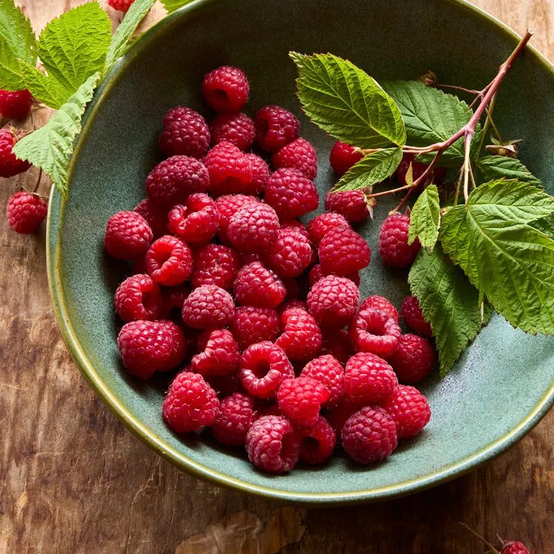 Burpee Prelude Raspberry Bare Roots 5 Roots Fall Crop