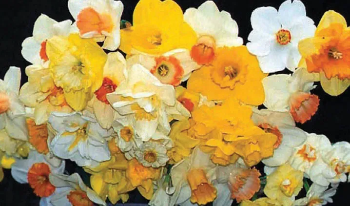 Brent & Becky's Bulbs Perennial Daffodil Mixture Bulbs Bulk