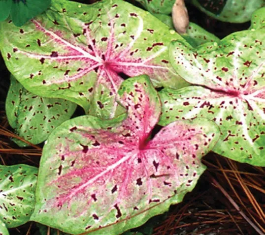 Brent & Becky's Bulbs Caladium ‘Miss Muffet’ tubers