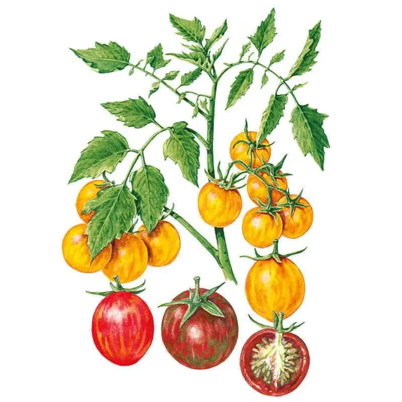 Epic Gardening Artisan Bumble Bee Blend Cherry Tomato Seeds
