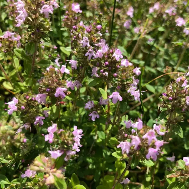 Pinetree Garden Seeds Magic Carpet Thyme Herb Seeds 50 Seeds Pink