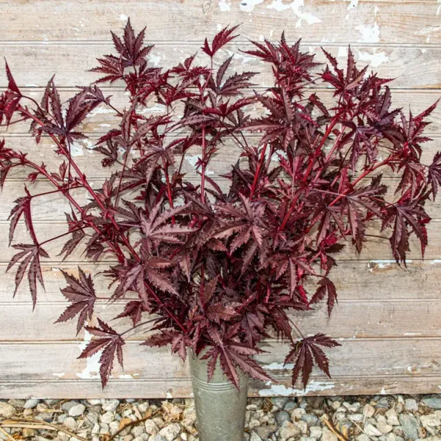 Pinetree Garden Seeds Mahogany Splendor Hibiscus Seeds 10