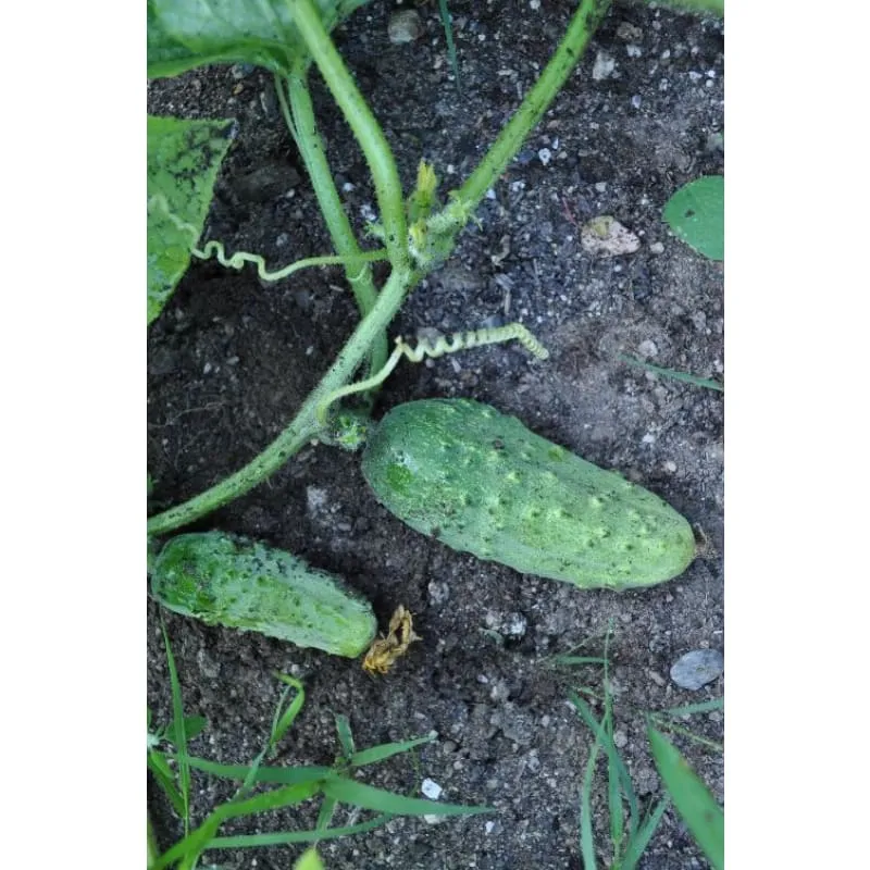 Pinetree Garden Seeds Bushy Cucumber Seeds 20 Seeds Pickling