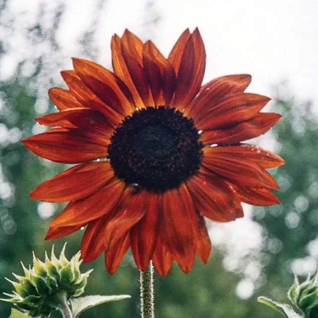Pinetree Garden Seeds Earthwalker Sunflower Seeds 20 Seeds Annual