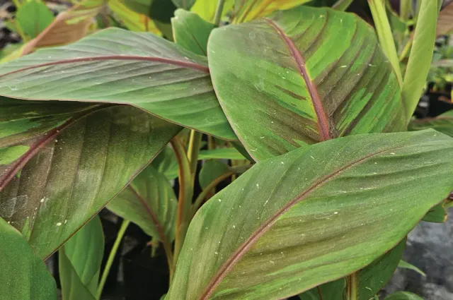 Brent & Becky's Bulbs Musa sikkimensis ‘Ever Red’ plant