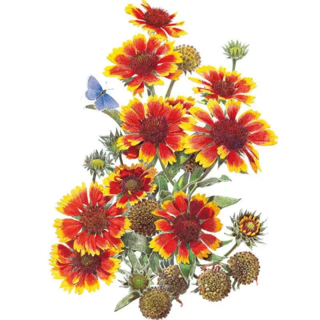Epic Gardening Goblin Gaillardia Flower Seeds Compact