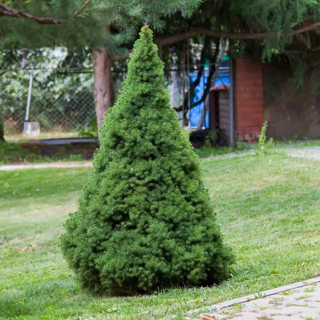 Epic Gardening Dwarf Alberta Spruce Live Plant Full Sun