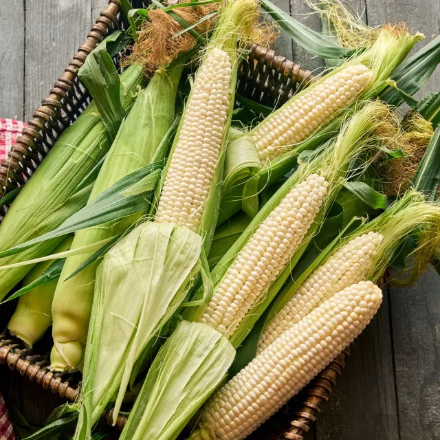 Burpee Magnolia Sweet Corn Seeds 100 Seeds Heat Tolerant