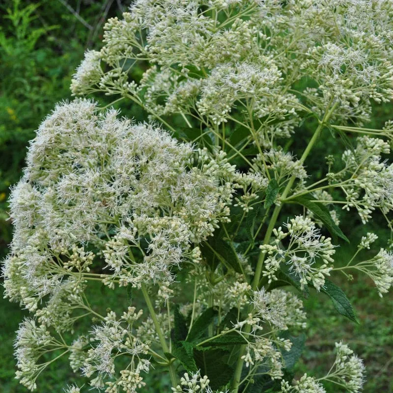 Pinetree Garden Seeds Ivory Towers Joe Pye Weed Flower Seeds White 100 Seeds
