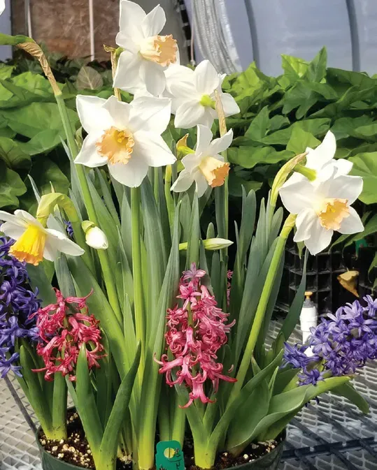Brent & Becky's Bulbs Mid-Winter Living Flower Arrangement