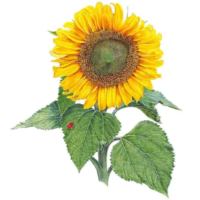 Epic Gardening Sunspot Dwarf Sunflower Seeds Organic