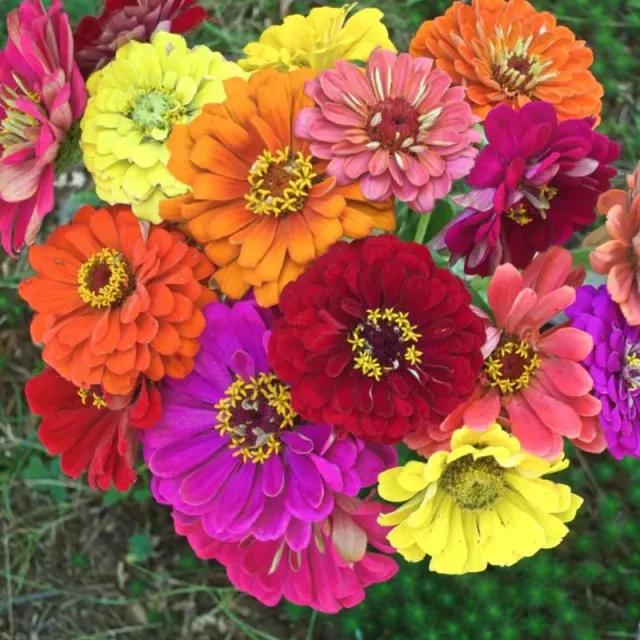 Pinetree Garden Seeds State Fair Mix Zinnia Seeds 50 Seeds Cut Flower