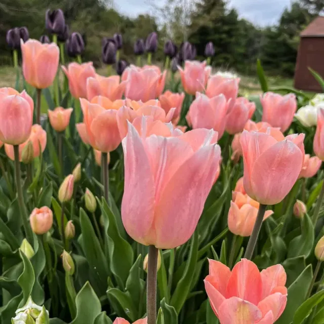 Pinetree Apricot Beauty Tulip Bulbs 10 Pack Apricot