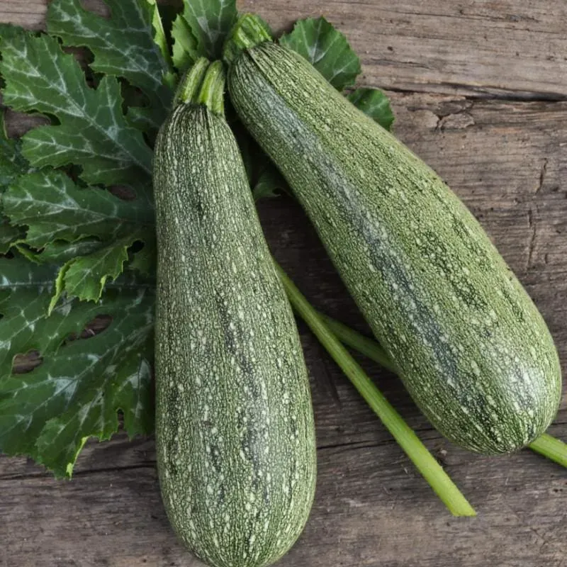 Pinetree Garden Seeds Greyzini Summer Squash Seeds 20 Seeds Hybrid