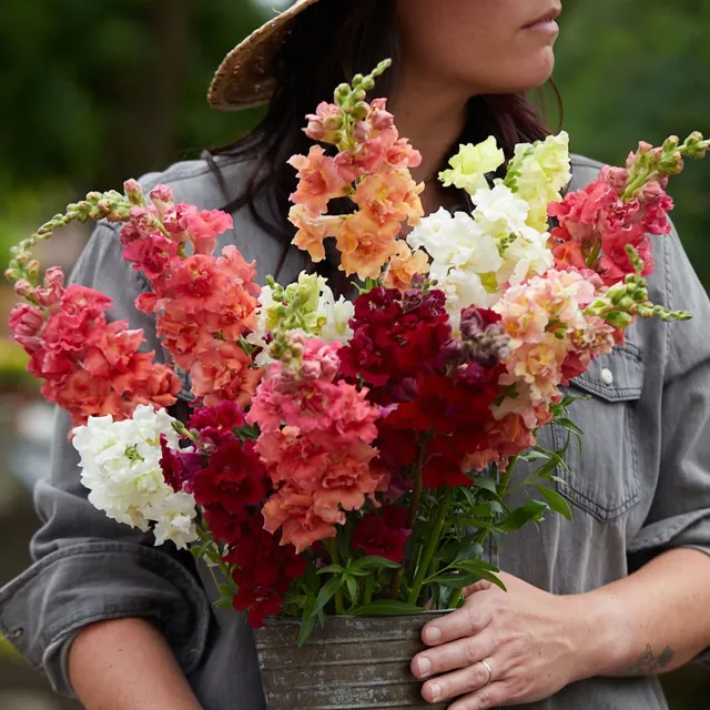 Burpee Madame Butterfly Mix Snapdragon Seeds & Plants